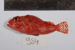 Image of Dark-spotted scorpionfish