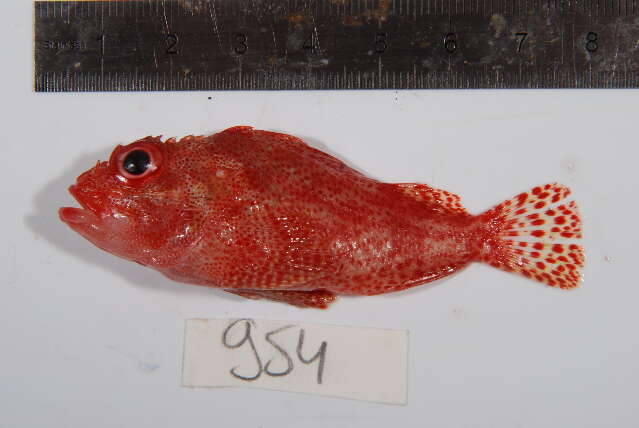 Image of Dark-spotted scorpionfish