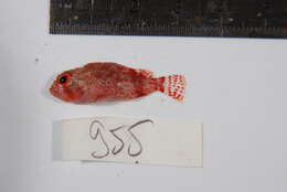 Image of Dark-spotted scorpionfish