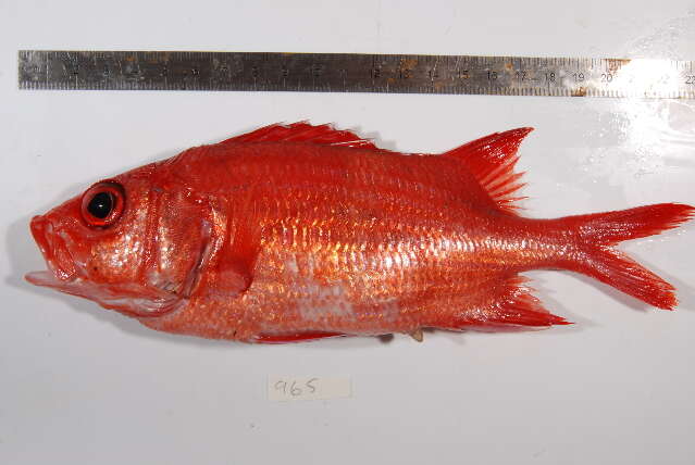 Image of Blue Lined Squirrelfish