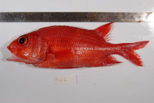 Image of Blue Lined Squirrelfish