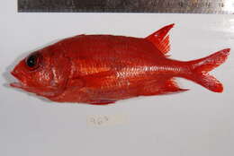 Image of Blue Lined Squirrelfish