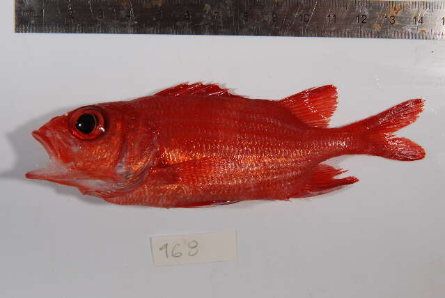 Image of Blue Lined Squirrelfish