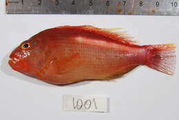 Image of Arc-eye Hawkfish