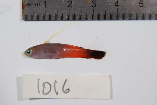 Image of Fire Dartfish