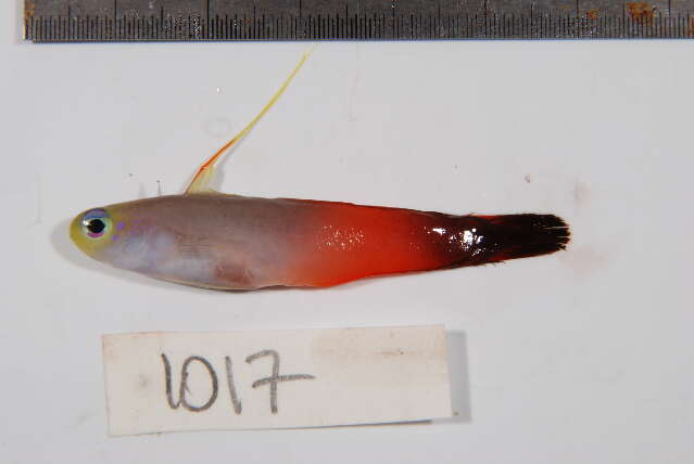 Image of Fire Dartfish