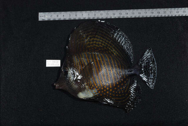 Image of Desjardin's Sailfin Tang