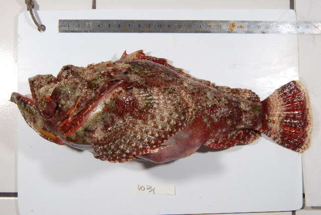 Image of Devil scorpionfish