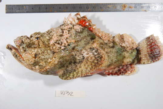 Image of Devil scorpionfish