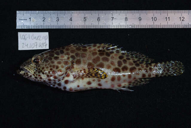 Imagem de Epinephelus merra Bloch 1793