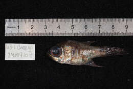 Image of Cardinalfish