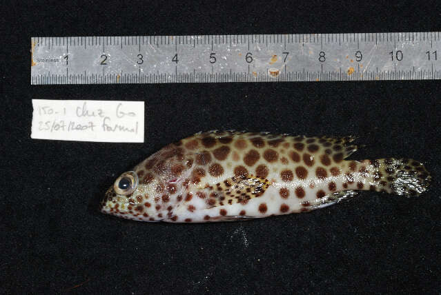 Imagem de Epinephelus merra Bloch 1793