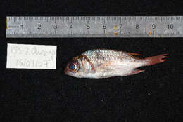 Image of Peppered Squirrelfish