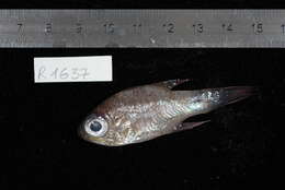 Image of Cardinalfish