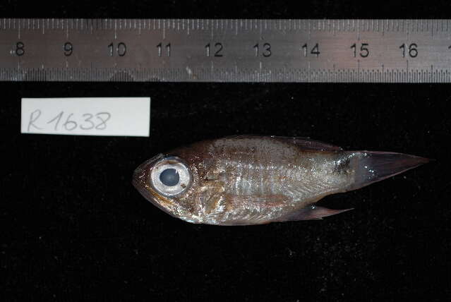 Image of Cardinalfish