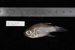 Image of Cardinalfish