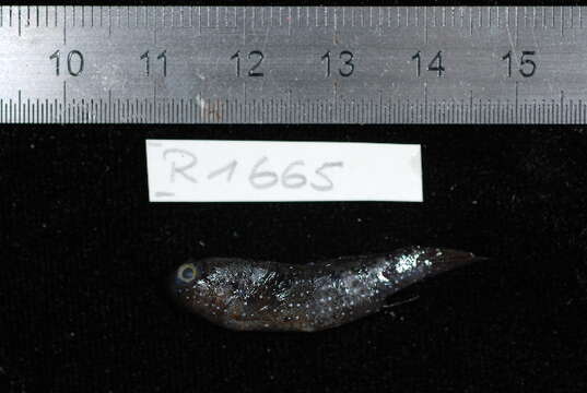 Image of Bluespotted goby