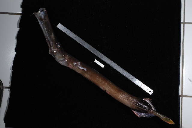 Image of Chinese Trumpetfish