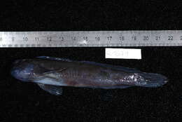 Image of Krauss' Blenny