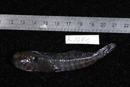 Image of Horned blenny