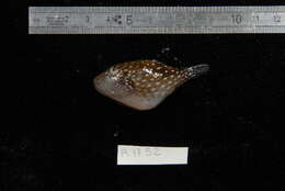 Image of Ambon Pufferfish