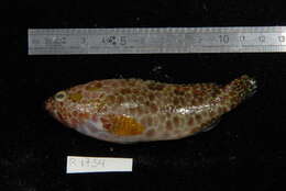 Image of Hexagon grouper