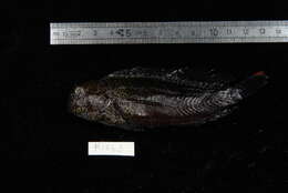 Image of Chestnut Blenny