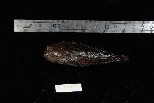 Image of Chestnut Blenny