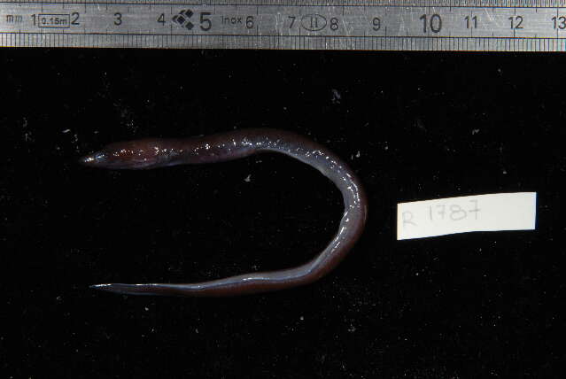 Image of Common false moray