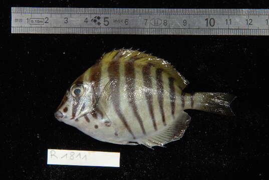 Image of Black-barred Surgeonfish