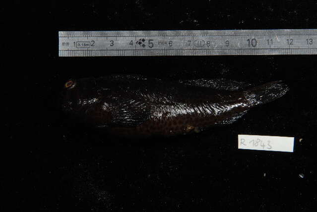 Image of Chestnut Blenny