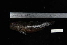 Image of Chestnut Blenny