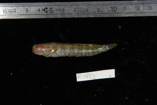 Image of Hump-headed Blenny