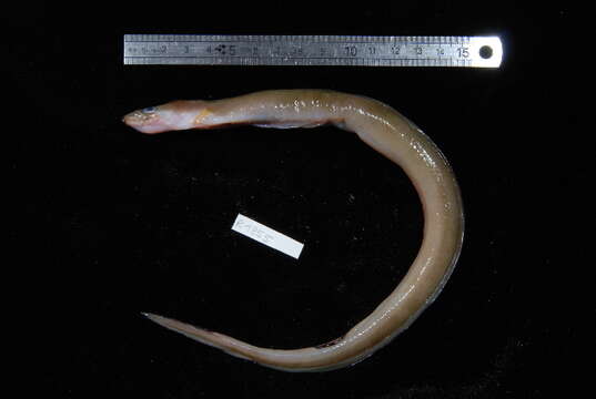 Image of Ash-colored conger eel