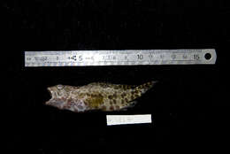 Image of Hexagon grouper