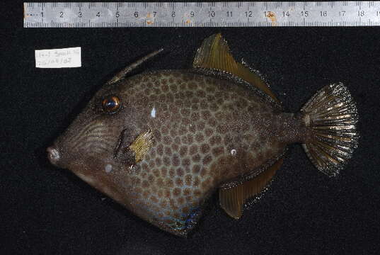 Image of Honeycomb Filefish