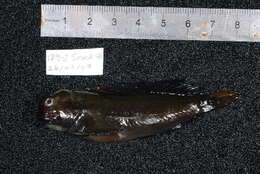 Image of Red-streaked Blenny