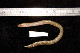 Image of Brown snake moray