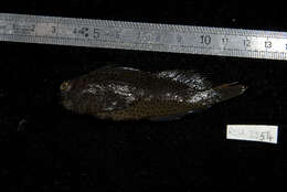 Image of Chestnut Blenny