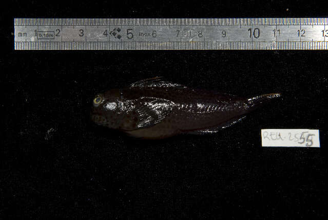 Image of Chestnut Blenny