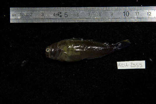 Image of Red-streaked Blenny