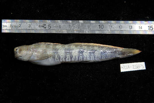 Blenniella periophthalmus (Valenciennes 1836) resmi