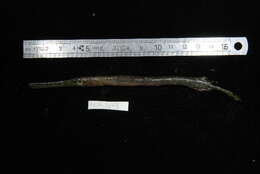 Image of Chinese Trumpetfish