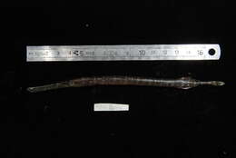 Image of Chinese Trumpetfish