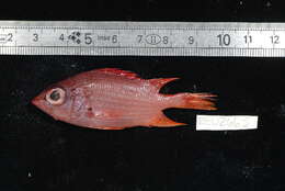 Image of Sabre squirrelfish