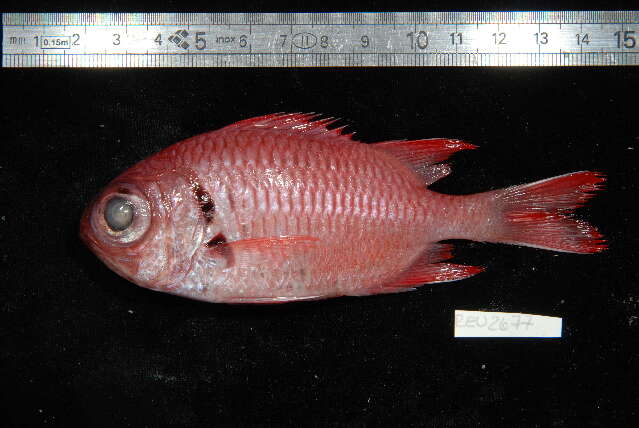 Image of Blacktip Soldierfish