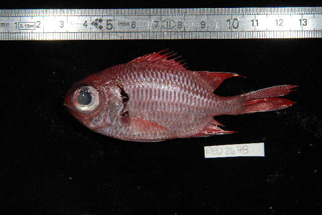 Image of Blacktip Soldierfish