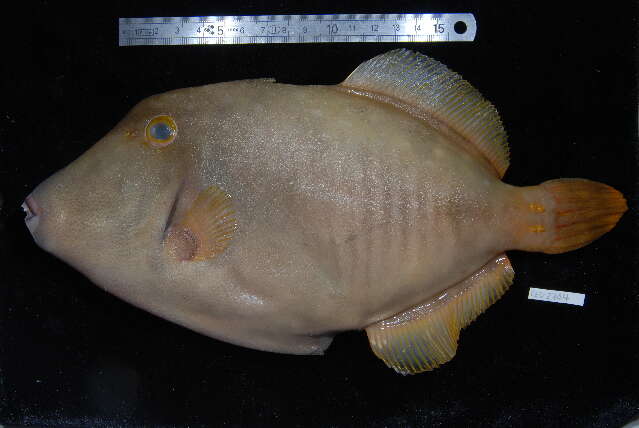 Image of Barred Filefish