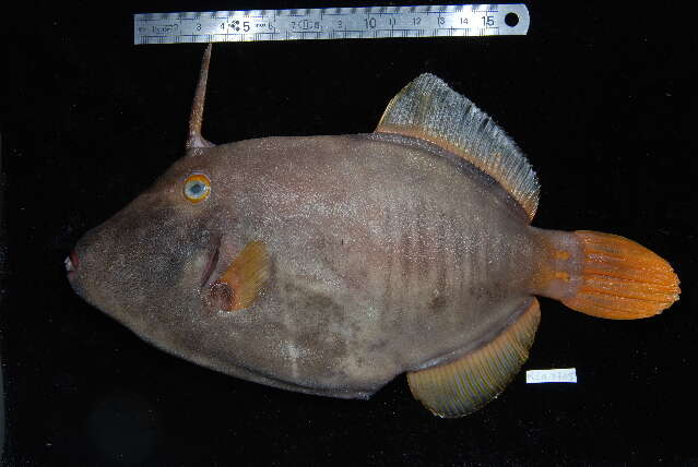 Image of Barred Filefish