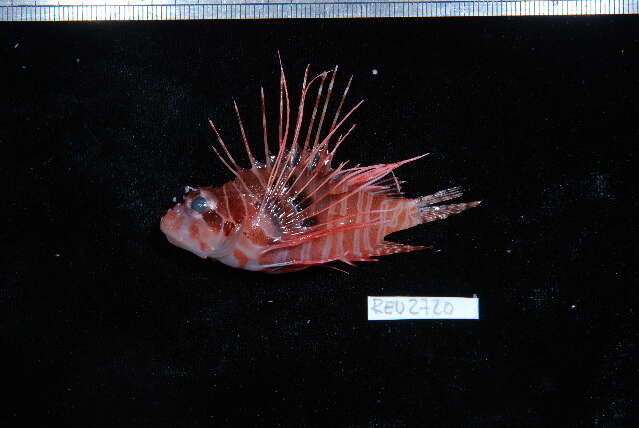 Image of Broadbarred firefish